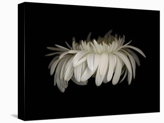 Daisy 10: White Gerbera Daisy-Doris Mitsch-Premier Image Canvas