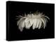 Daisy 10: White Gerbera Daisy-Doris Mitsch-Premier Image Canvas