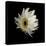 Daisy 8: Floating White Gerbera Daisy-Doris Mitsch-Premier Image Canvas