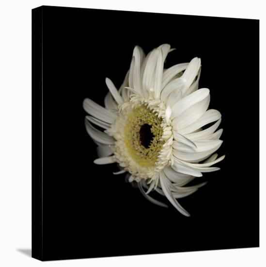 Daisy 8: Floating White Gerbera Daisy-Doris Mitsch-Premier Image Canvas