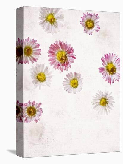 Daisy, Bellis Perennis, Blossoms, Pink, Red, White-Axel Killian-Premier Image Canvas