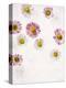 Daisy, Bellis Perennis, Blossoms, Pink, Red, White-Axel Killian-Premier Image Canvas