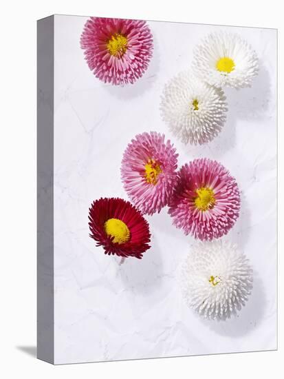 Daisy, Bellis Perennis, Blossoms, Pink, White, Red-Axel Killian-Premier Image Canvas
