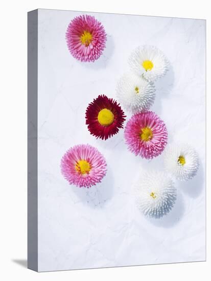 Daisy, Bellis Perennis, Blossoms, Pink, White, Red-Axel Killian-Premier Image Canvas