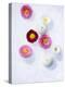 Daisy, Bellis Perennis, Blossoms, Pink, White, Red-Axel Killian-Premier Image Canvas