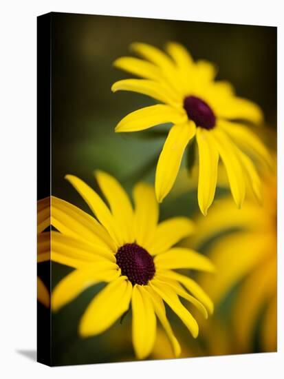 Daisy Face-Doug Chinnery-Premier Image Canvas