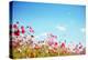 Daisy Flower against Blue Sky,Shallow Dof.-Liang Zhang-Premier Image Canvas