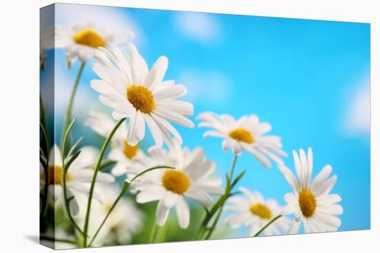 Daisy Flower against Blue Sky-Liang Zhang-Premier Image Canvas