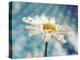 Daisy Flower with Water Droplets on Petals-Carolina Hernández-Premier Image Canvas