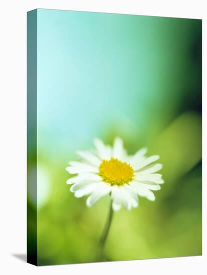 Daisy Flower-Lawrence Lawry-Premier Image Canvas