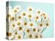 Daisy Love II-Judy Stalus-Premier Image Canvas