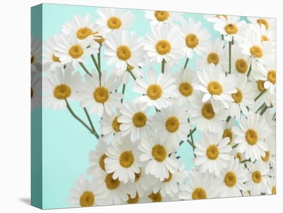 Daisy Love III-Judy Stalus-Premier Image Canvas