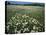 Daisy meadow, Loudoun County, Virginia, USA-Charles Gurche-Premier Image Canvas
