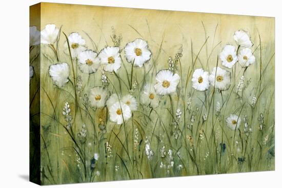 Daisy Spring II-Tim OToole-Stretched Canvas