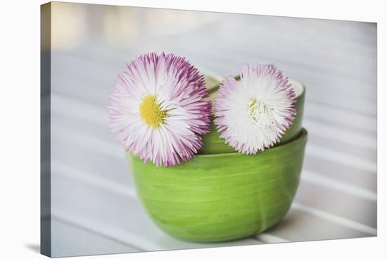 Daisy with double flowers in bowl, Bellis perennis, close up, still life-Andrea Haase-Stretched Canvas