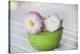 Daisy with double flowers in bowl, Bellis perennis, close up, still life-Andrea Haase-Stretched Canvas