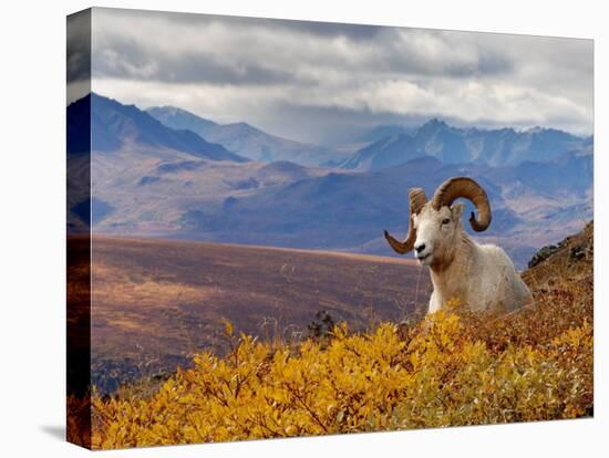 Dall Ram Resting On A Hillside, Mount Margaret, Denali National Park, Alaska, USA-Steve Kazlowski-Premier Image Canvas