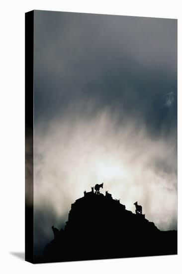 Dall's Sheep on Cliff at Sunset-Paul Souders-Premier Image Canvas