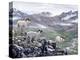 Dall Sheep at Denali-Jeff Tift-Premier Image Canvas