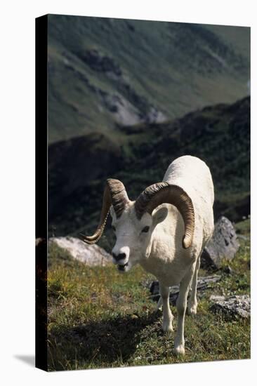 Dall Sheep, Dall Ram, Wildlife, Denali National Park, Alaska, USA-Gerry Reynolds-Premier Image Canvas