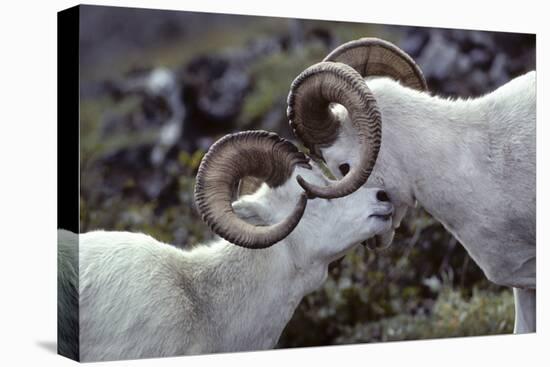 Dall Sheep, Dall Ram, Wildlife, Denali National Park, Alaska, USA-Gerry Reynolds-Premier Image Canvas