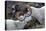 Dall Sheep, Dall Ram, Wildlife, Denali National Park, Alaska, USA-Gerry Reynolds-Premier Image Canvas