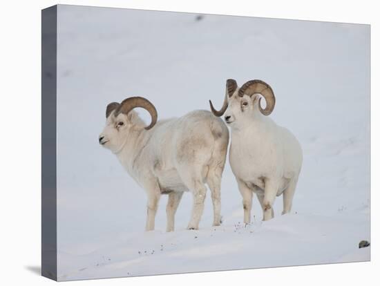 Dall Sheep Rams, Arctic National Wildlife Refuge, Alaska, USA-Hugh Rose-Premier Image Canvas