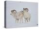 Dall Sheep Rams, Arctic National Wildlife Refuge, Alaska, USA-Hugh Rose-Premier Image Canvas