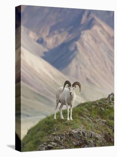 Dall Sheep Rams, Denali National Park, Alaska, USA-Hugh Rose-Premier Image Canvas