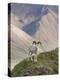 Dall Sheep Rams, Denali National Park, Alaska, USA-Hugh Rose-Premier Image Canvas