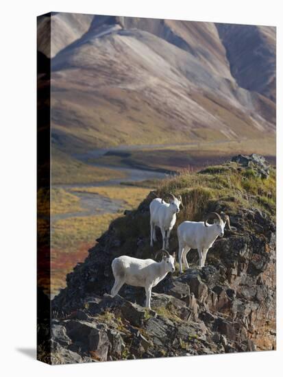 Dall Sheep Rams, Denali National Park, Alaska, USA-Hugh Rose-Premier Image Canvas