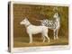 Dalmatian and a Bull Terrier Stand Side by Side Gazing at Something in the Distance-null-Stretched Canvas