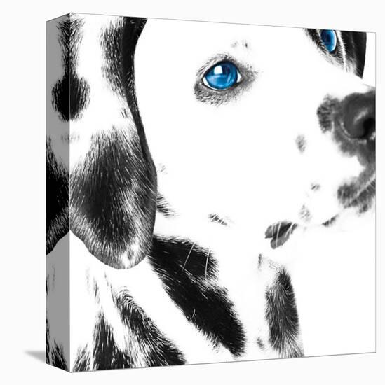 Dalmatian Date IV-null-Stretched Canvas
