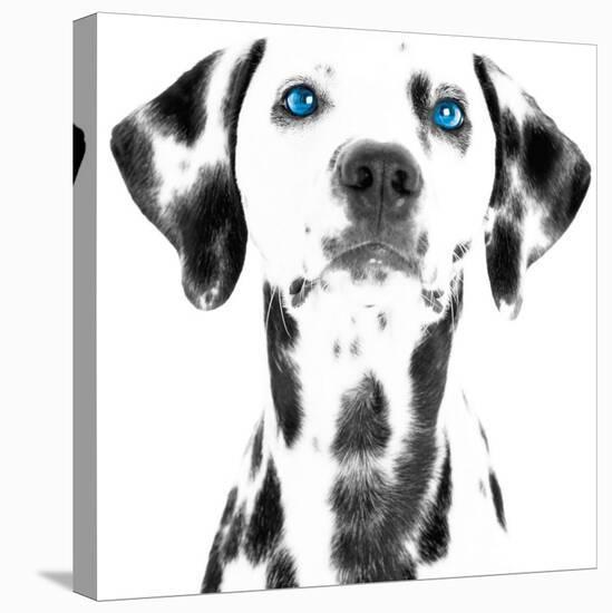 Dalmatian Date VI-null-Stretched Canvas