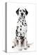 Dalmatian Dog Portrait-Jagodka-Premier Image Canvas