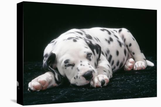 Dalmatian Dog Puppy Asleep-null-Premier Image Canvas