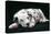 Dalmatian Dog Puppy Asleep-null-Premier Image Canvas