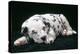 Dalmatian Dog Puppy Asleep-null-Premier Image Canvas