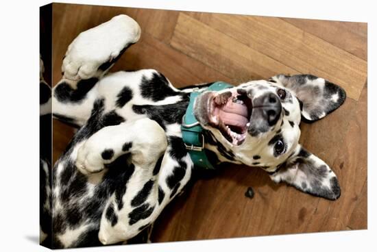 Dalmatian Dog Smiling-patostudio-Premier Image Canvas