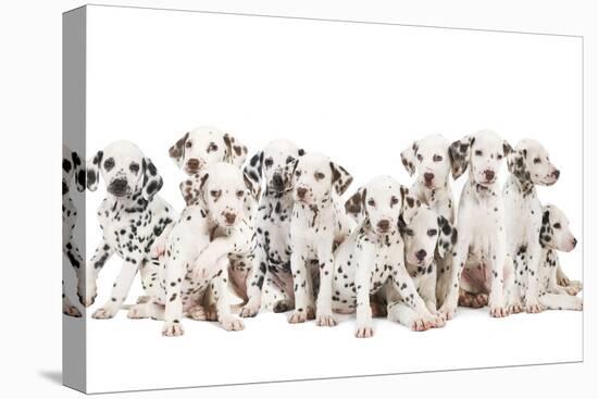 Dalmatian Dogs-null-Premier Image Canvas