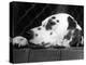 Dalmatian, Head Only, 1934-Thomas Fall-Premier Image Canvas