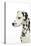 Dalmatian (Head Shot)-null-Premier Image Canvas