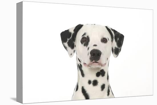 Dalmatian (Head Shot)-null-Premier Image Canvas