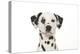 Dalmatian (Head Shot)-null-Premier Image Canvas