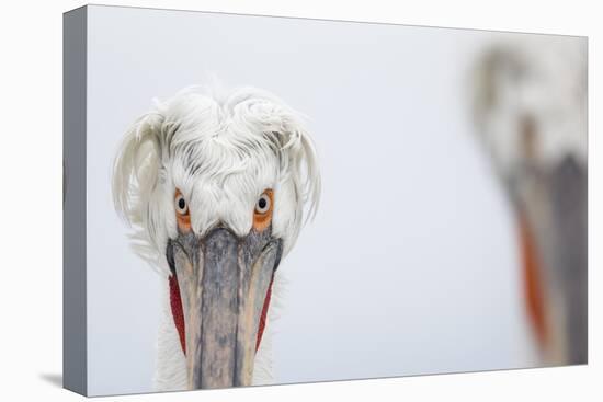 Dalmatian Pelican (Pelecanus Crispus) Portrait, Lake Kerkini, Greece-David Pattyn-Premier Image Canvas