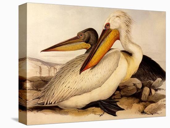 Dalmatian Pelicans, Pelecanus Crispus-Edward Lear-Premier Image Canvas