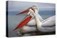 Dalmatian Pelicans-Xavier Ortega-Premier Image Canvas