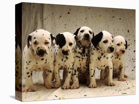 Dalmatian Puppies-Dennis Degnan-Premier Image Canvas