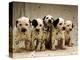 Dalmatian Puppies-Dennis Degnan-Premier Image Canvas