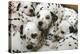 Dalmatian Puppies-Peter Thompson-Premier Image Canvas
